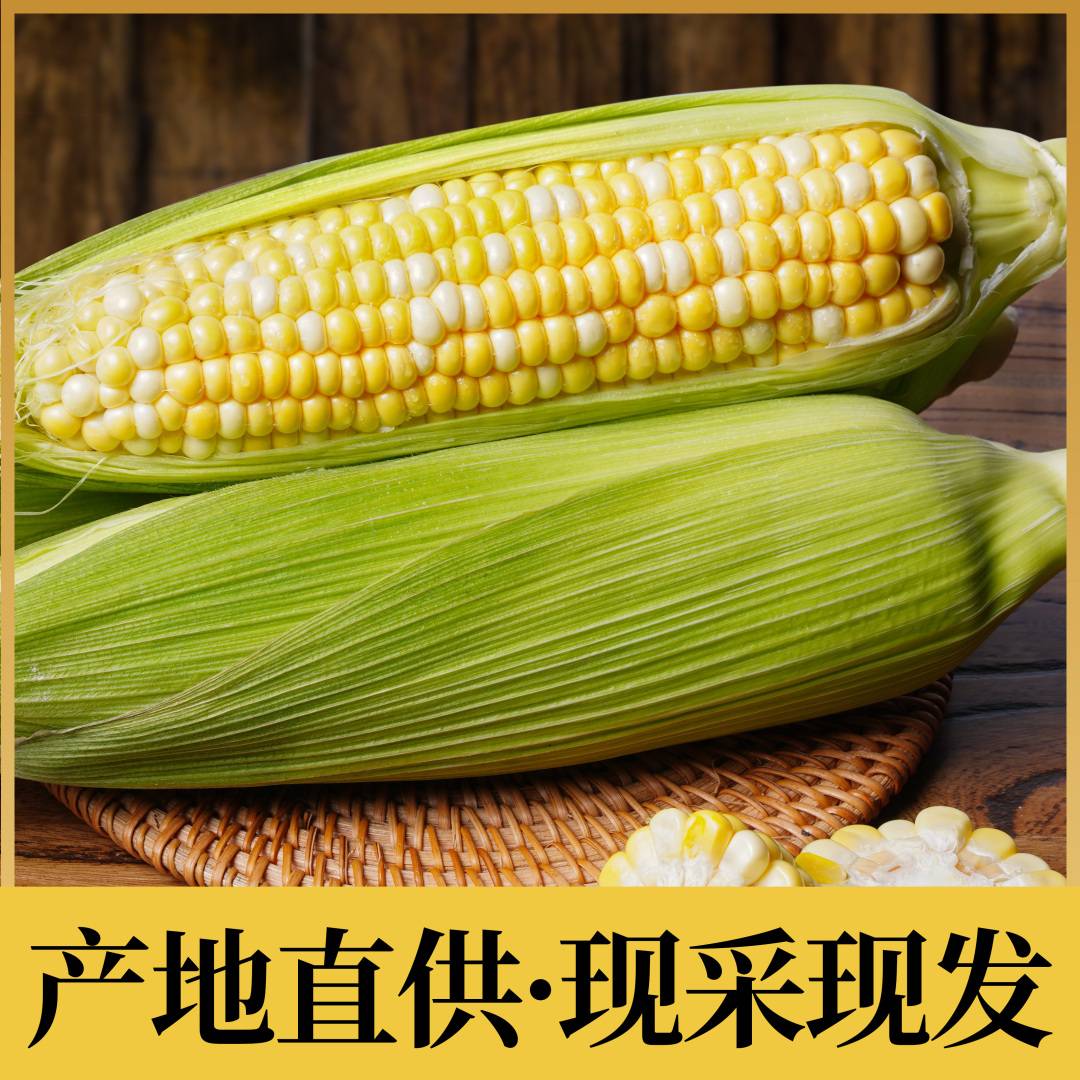 奇农8号玉米图片