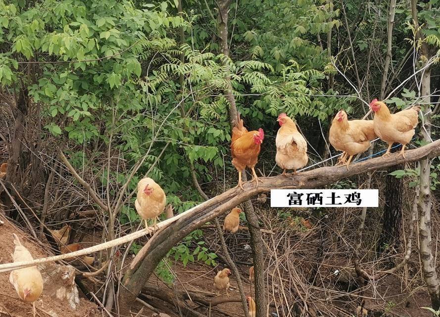 【全国包邮】开学季吃土鸡蛋！49.9元抢九华山深山散养土鸡蛋60枚！天然高山散养、无激素、无抗生素！孕妇、宝宝都可放心食用