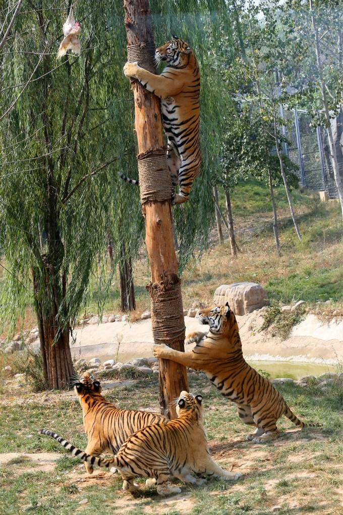 【自駕遊門票】濟南野生動物世界大學生活動特價票