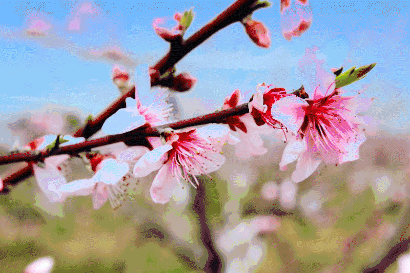 800_533gif 动态图 动图