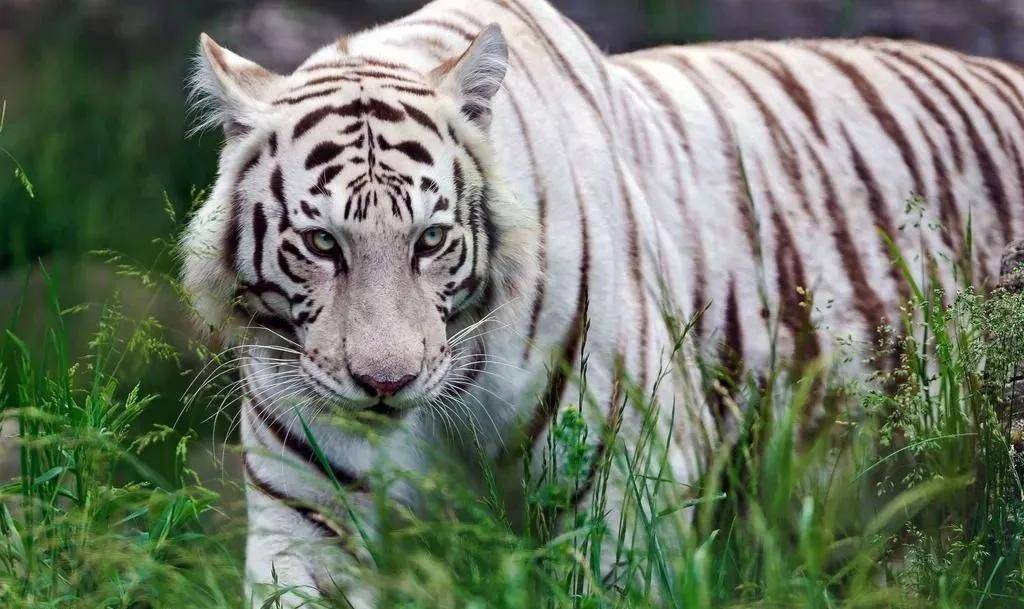 雪虎 動物園展區以仿古長城為主線,沿線已建成大型散養鹿園三處