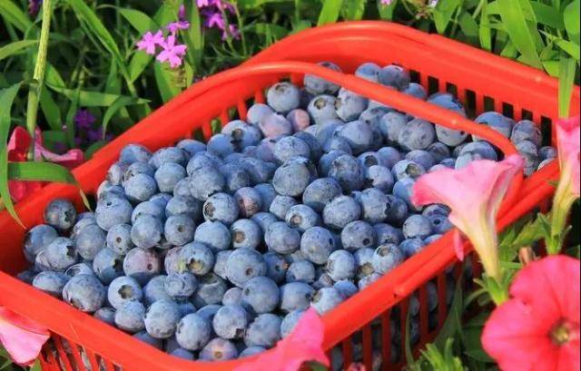 9元=2人抢蓝彩虹蓝莓采摘套票~进园随便吃~离市区1h车程~营养美味的
