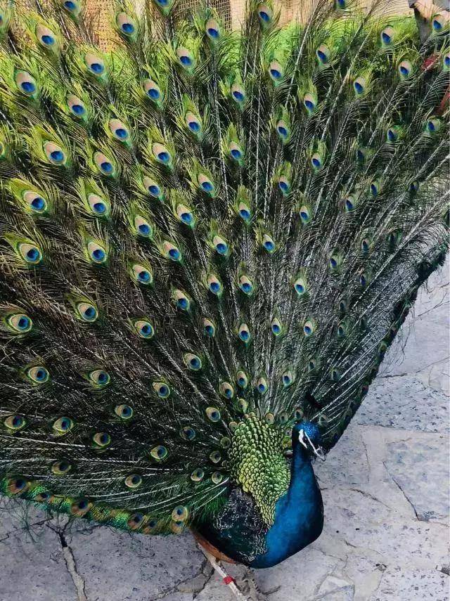 天预订】仅26元抢兴庆宫●动物乐园成人特惠票~近距离接触孔雀,丹顶鹤