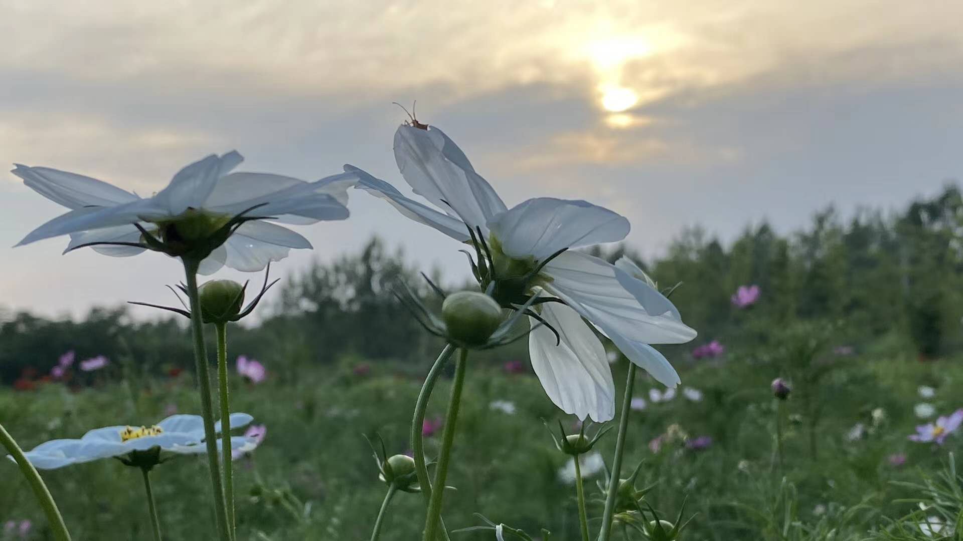 暑假嗨玩就来悦芽谷悠然南山|亲子套票(1大1小)入园门票 网红小火车仅