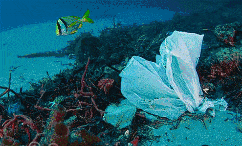 " 平均每天有800万件垃圾进入海洋