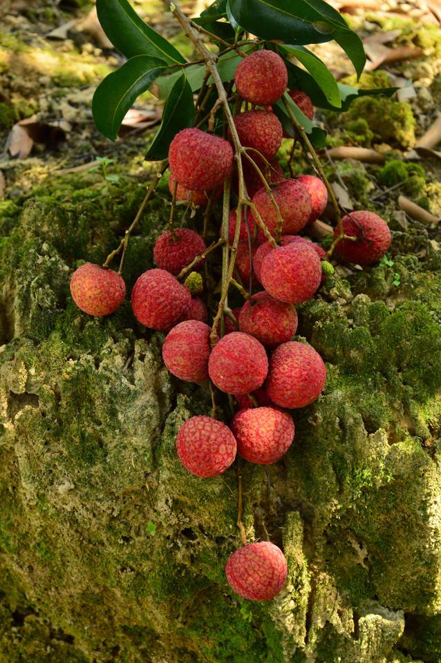 【深圳光明荔枝基地】已熟透,莫辜负——荔枝采摘正当时!