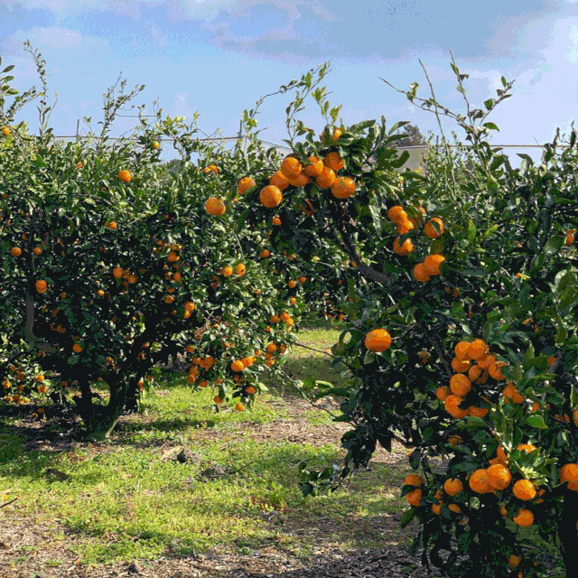 【广州从化】采摘枝头上的新鲜——39.