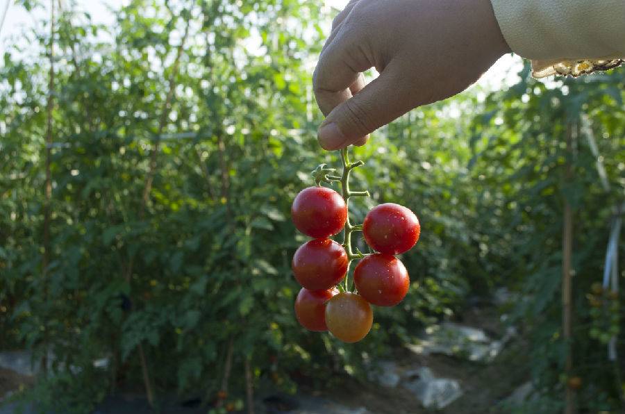 2米以下儿童),任吃还能带走1斤!