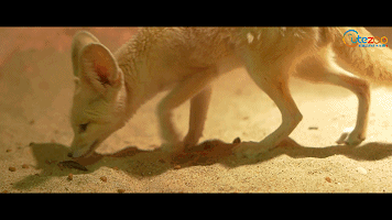 一种小型哺乳动物 不仅有这些明星小动物,还有 跳跃性超强的小袋鼠,日