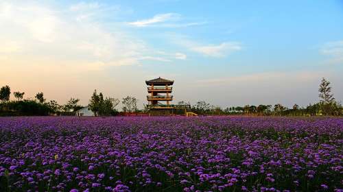 杭州湾海上花田景区