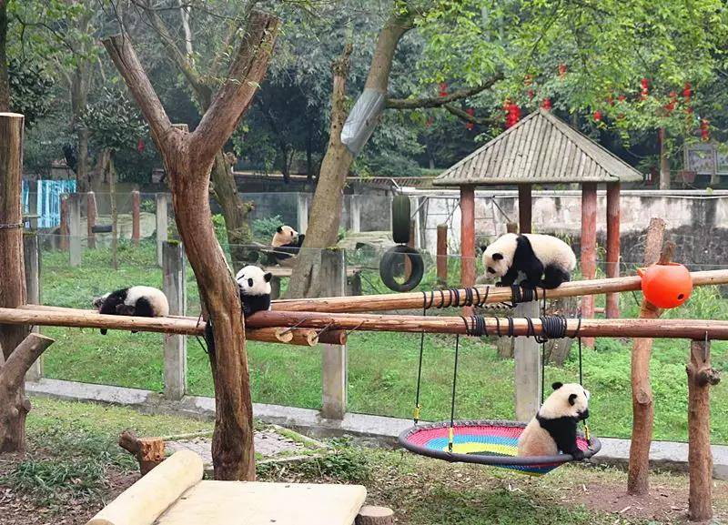 重慶動物園老人票(實名制預約購票;憑身份證 短信二維碼直接驗證入園)