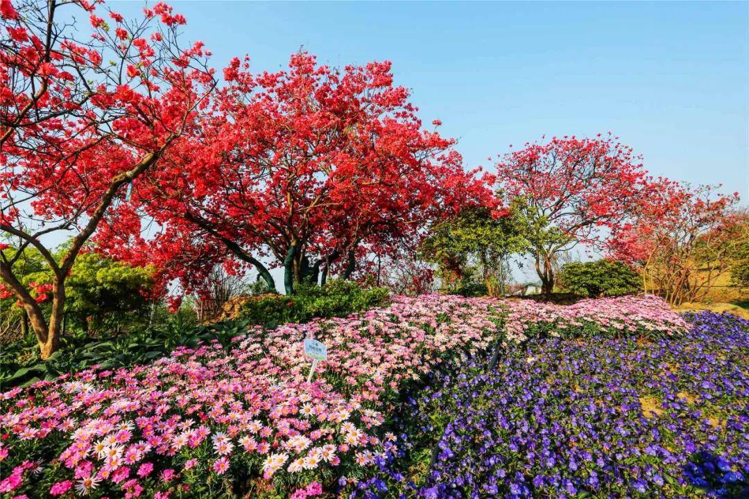 【无锡】九龙湾花彩小镇花朝园成人票