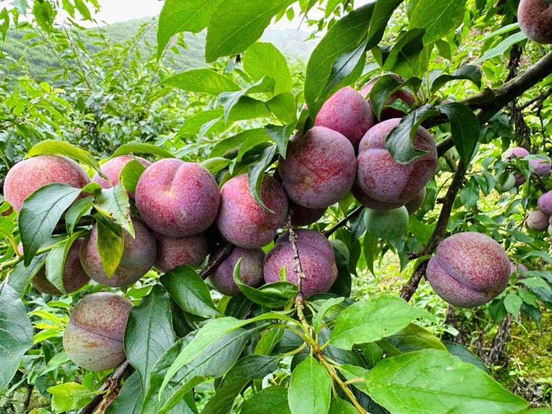 【广东钱排银妃三华李 | 全国包邮】￥68元抢5斤大果,个大肉厚,酸甜