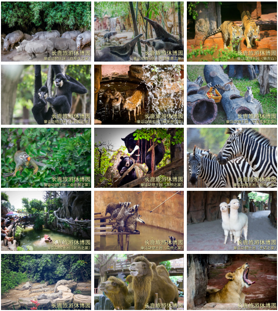 虎虎生威歡鹿年味￥168元搶長鹿雙人套票含觀光票2張動物園門票2張100